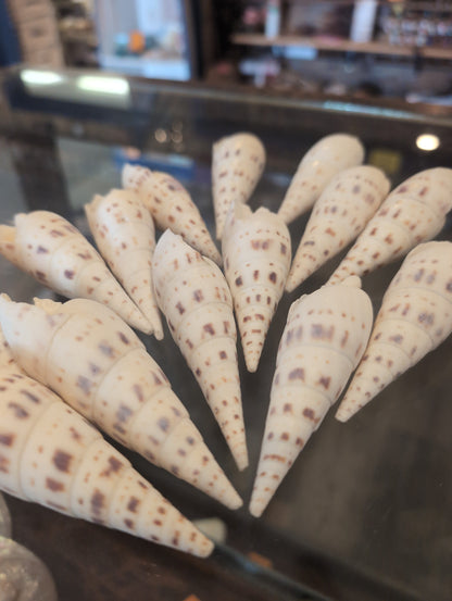 Marlin Spike Shell Terebra Maculata Grade B