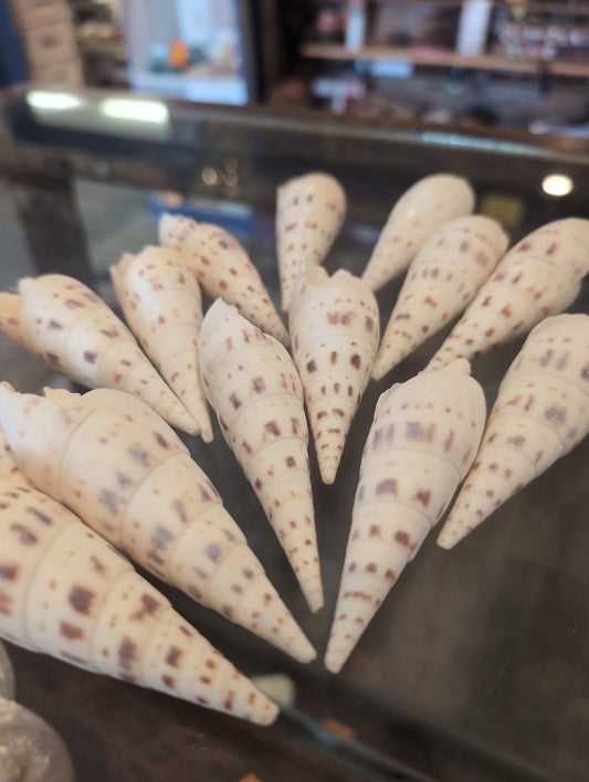 Marlin Spike Shell Terebra Maculata Grade B