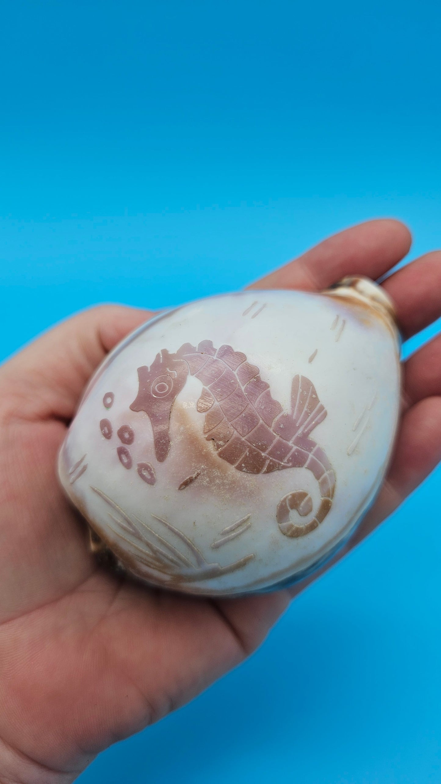 Carved Cowrie Shell Display 3.5" – Dolphin, Seahorse, or Shrimp Design Options