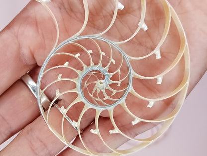 Center Sliced Pearl Nautilus Shells