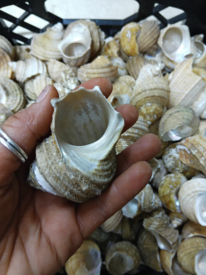 Natural Ribbed Turbo Shell