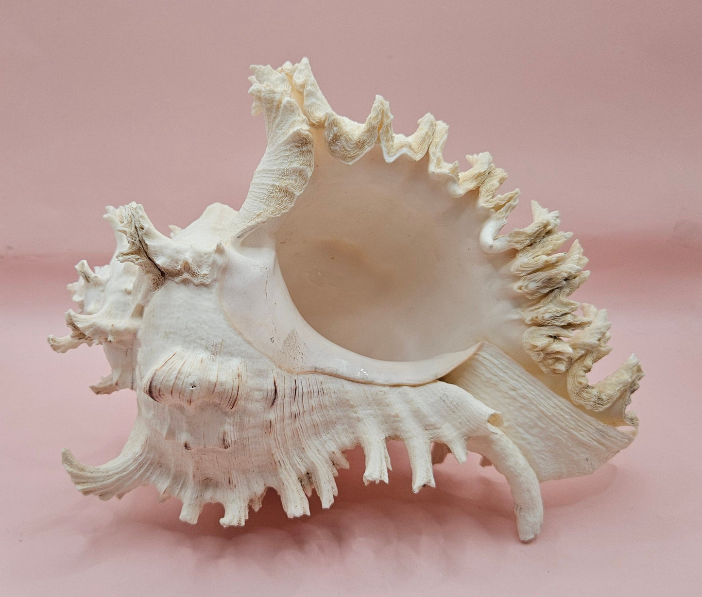 Murex Ramosus Conch – Large Spiny Seashell for Coastal & Nautical Decor (8.5" x 6.25")