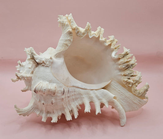 Murex Ramosus Conch – Large Spiny Seashell for Coastal & Nautical Decor (8.5" x 6.25")