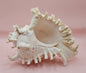 Murex Ramosus Conch – Large Spiny Seashell for Coastal & Nautical Decor (8.5" x 6.25")