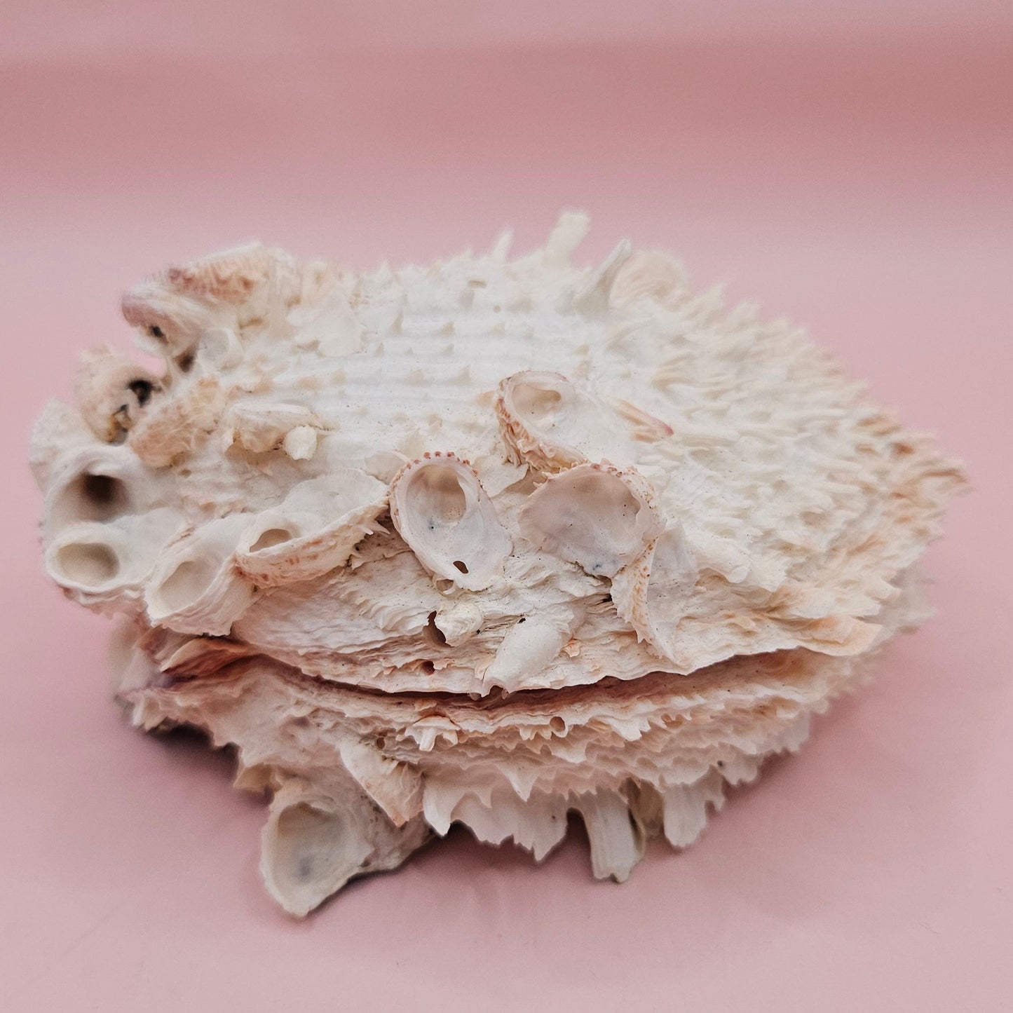 Hinged Cream Spondylus Shell – 4.7" Spiny Thorny Oyster Textured Coastal Display with Barnacles
