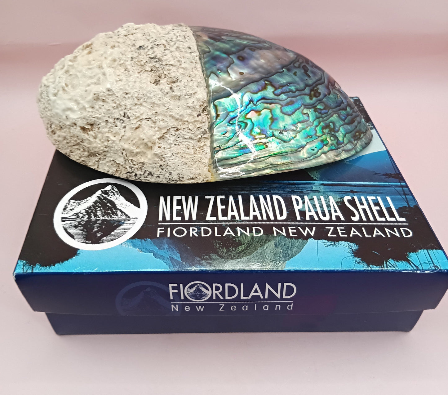 Natural New Zealand Paua Shell – Haliotis iris from Fiordland