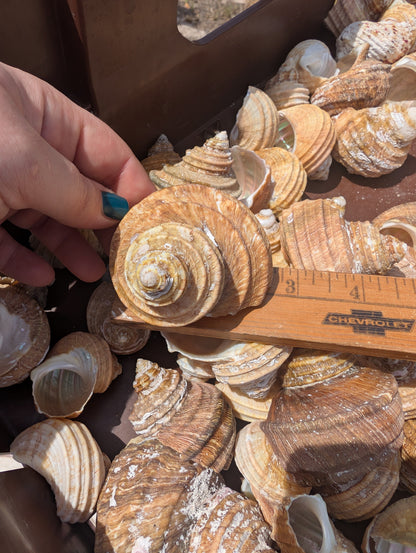 Natural Ribbed Turbo Shell