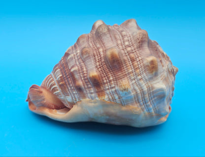 Bullmouth Helmet Shell 6.5"  Display with Bold Spiral and Earthy Tones