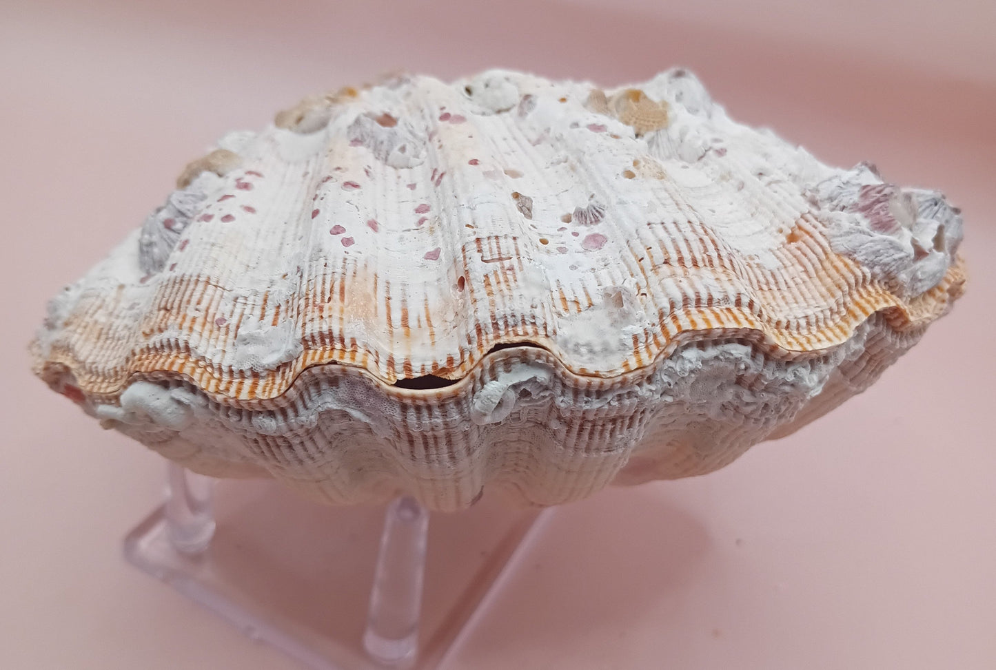 Natural Orange Lion's Paw Seashell Pair – 5.1" x 4.9" – Coastal Display Accent