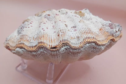 Natural Orange Lion's Paw Seashell Pair – 5.1" x 4.9" – Coastal Display Accent