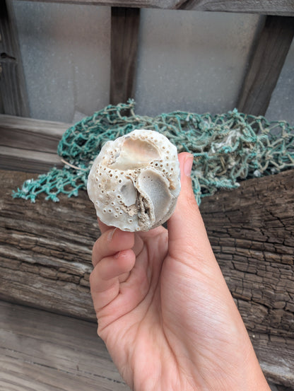 Australian Watering Pot - Brechites australis (tube like Shell)