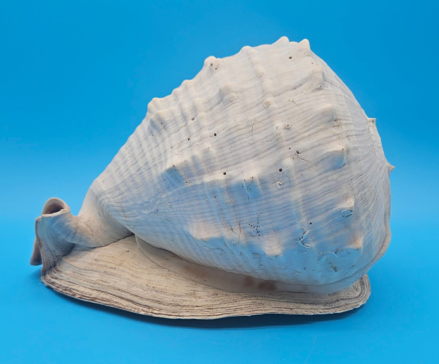 Large Queen Helmet Display Shell - Premium Coastal Home Decor Specimen 11.5" (Cassis Madagascariensis)