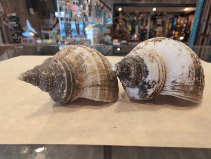 Small Neptune Shell with Documentation & Operculum - Neptunea kuroshio