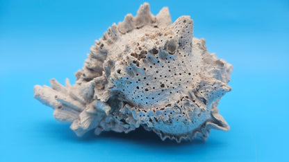 Huge Regius Regal Murex Shell – 6" Coastal Display Piece Hexaplex regius