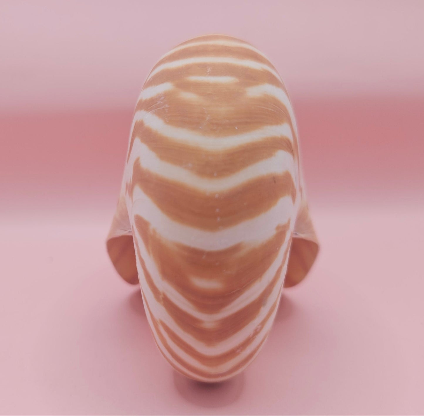 Tiger Nautilus Shell – Striking Natural Ocean Decor 4"