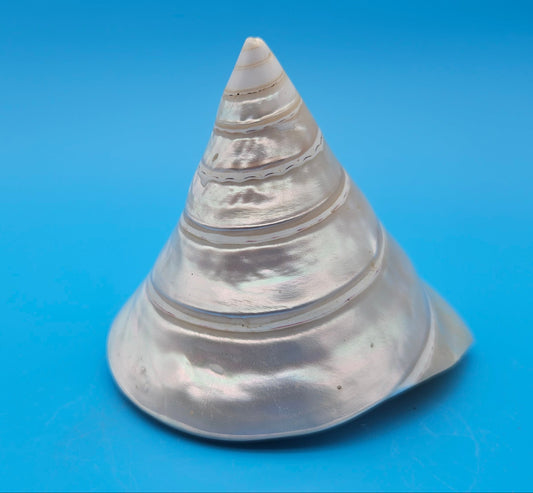 Pearled Trochus Niloticus Shell 3.8" Polished Spiral Display Shell with Iridescent Finish
