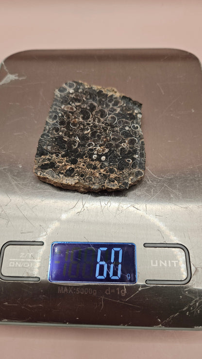 Turritella Agate Slab – Fossilized Snail Shells in Polished Chalcedony – 60g from Wyoming