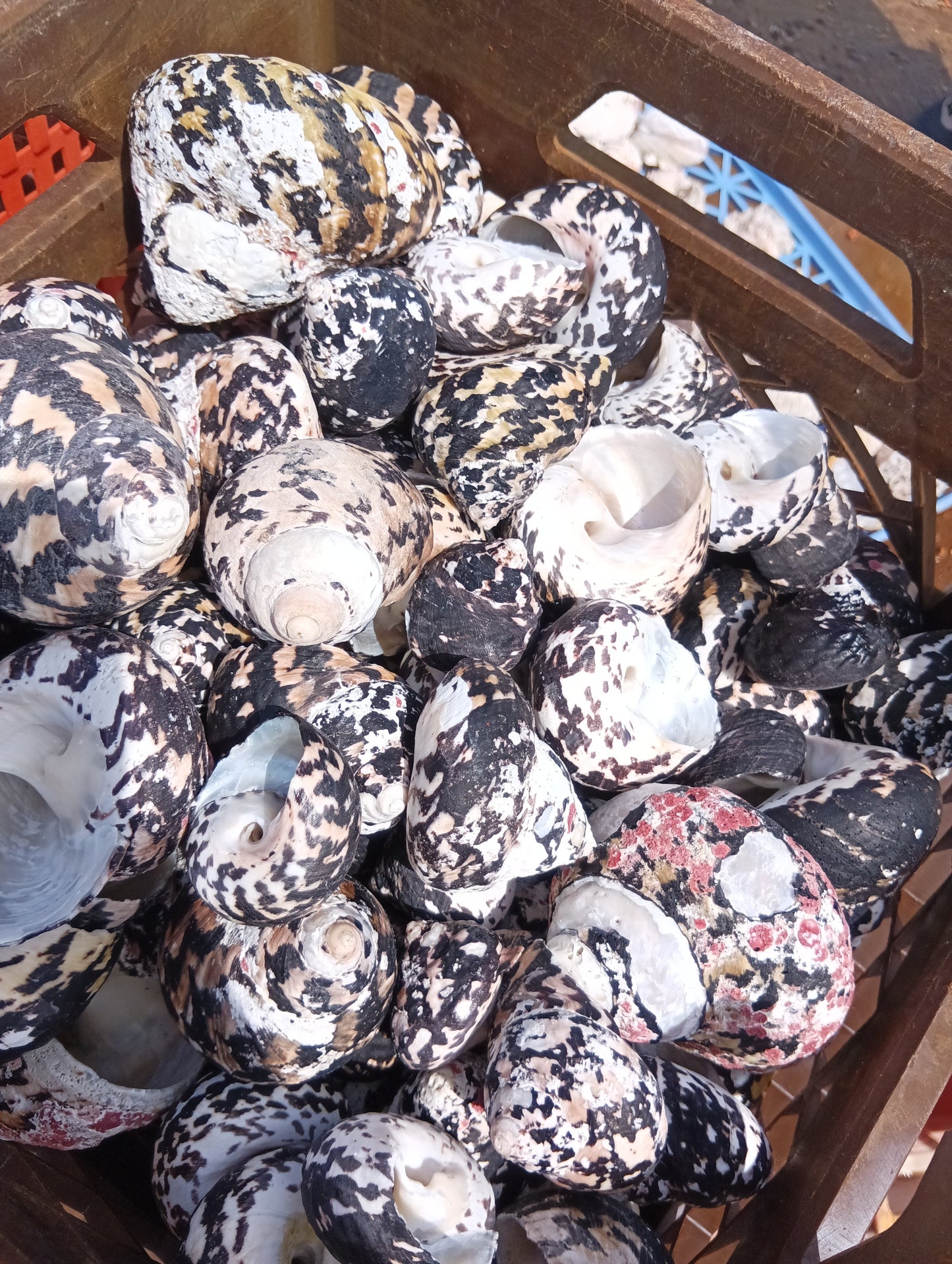 Black and Pearl Pica Magpie Turbo Shells Caribbean Gulf Seashells