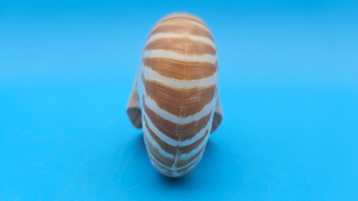 Chambered Tiger Nautilus Shell – Striking Natural Ocean Decor 3.7" Nautilus pompilius