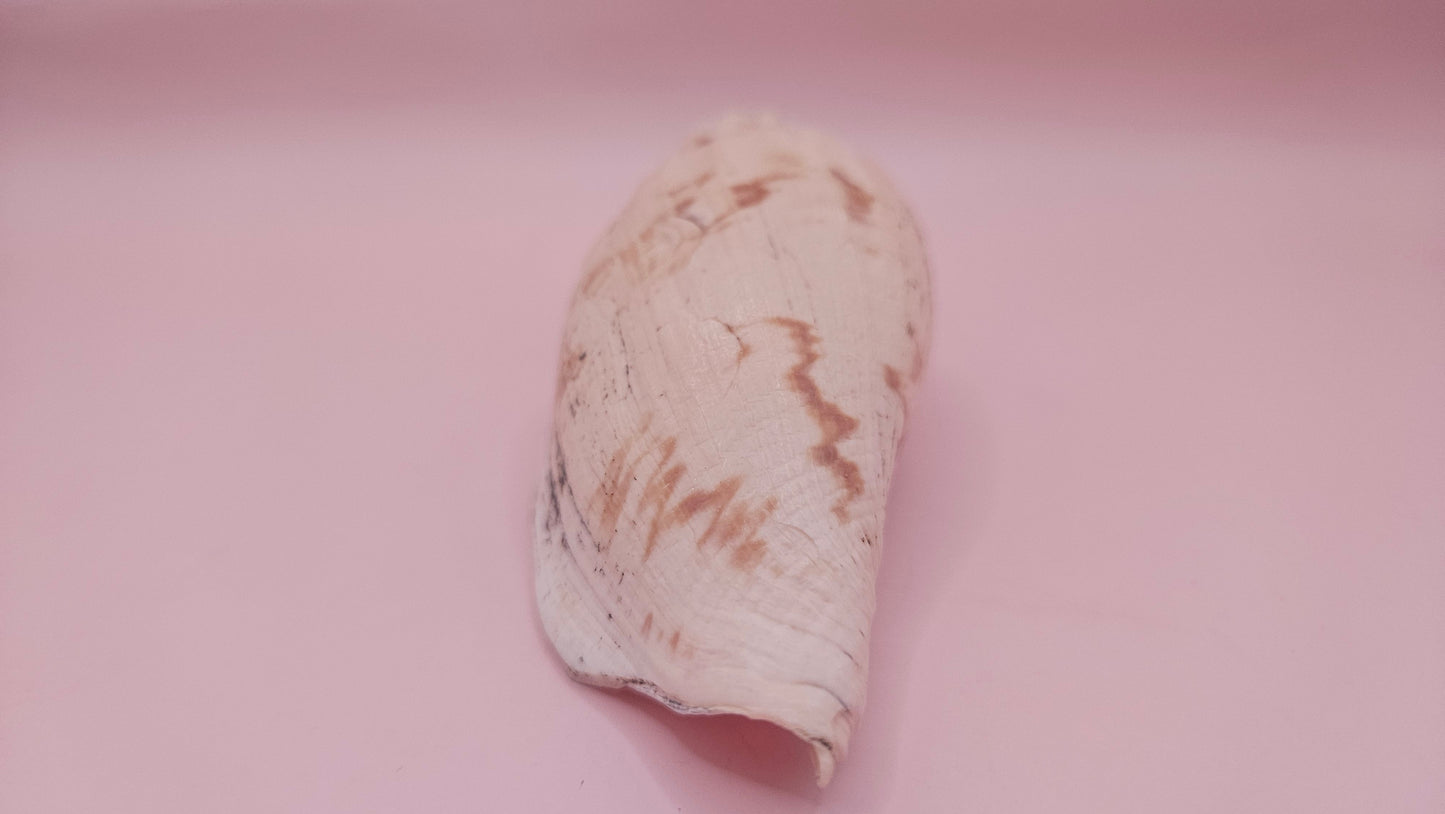 Fulgoraria Pervostiana angulosa Shell – 5.7" Natural Display Shell with Earthy Tones