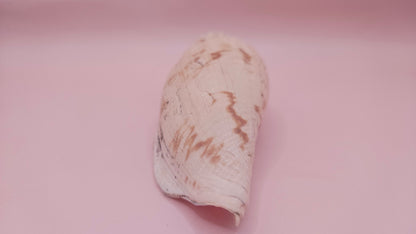 Fulgoraria Pervostiana angulosa Shell – 5.7" Natural Display Shell with Earthy Tones