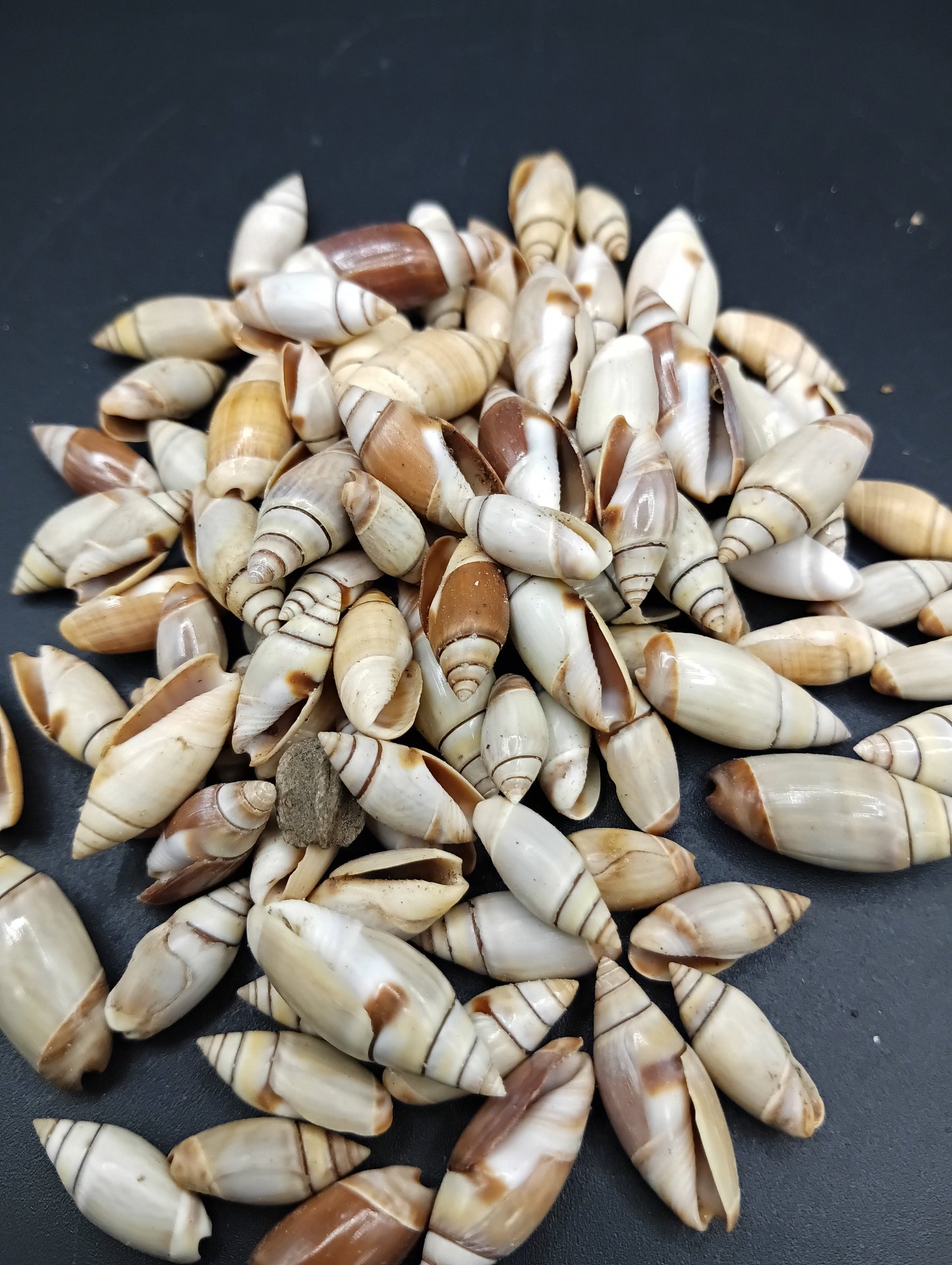 Mini Light Brown Mexican Olive Shell