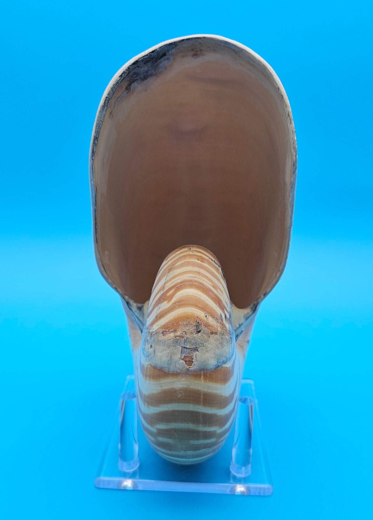 Tiger Nautilus Display Shell – 7.3"