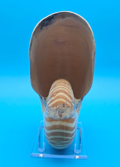 Tiger Nautilus Display Shell – 7.3"