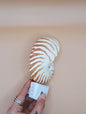 Nautilus Shell LED Night Light