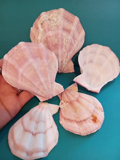 Swiftopecten Swiftii Pectin Scallop Shell