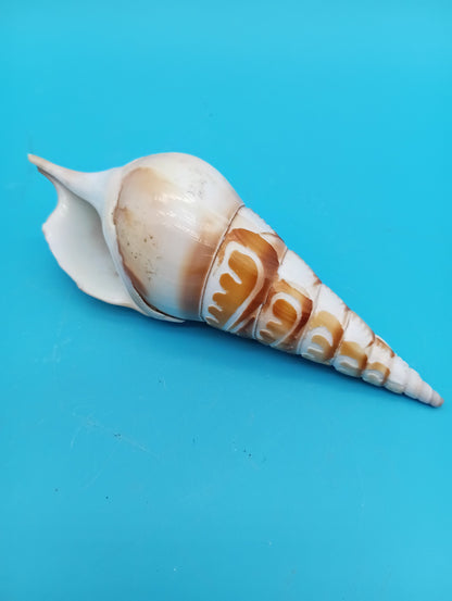 Carved Tibia Shell with Lighthouse Scene – 4.8"