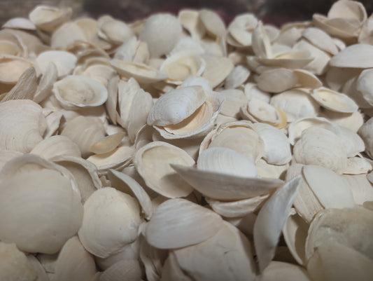 Pale Buttercup Filler Shells