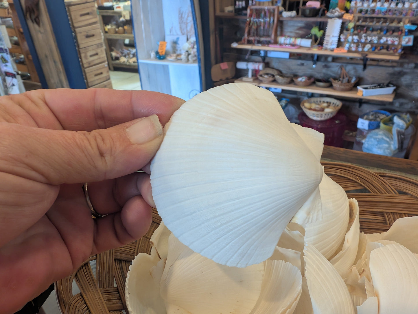 Cupped White Scallop