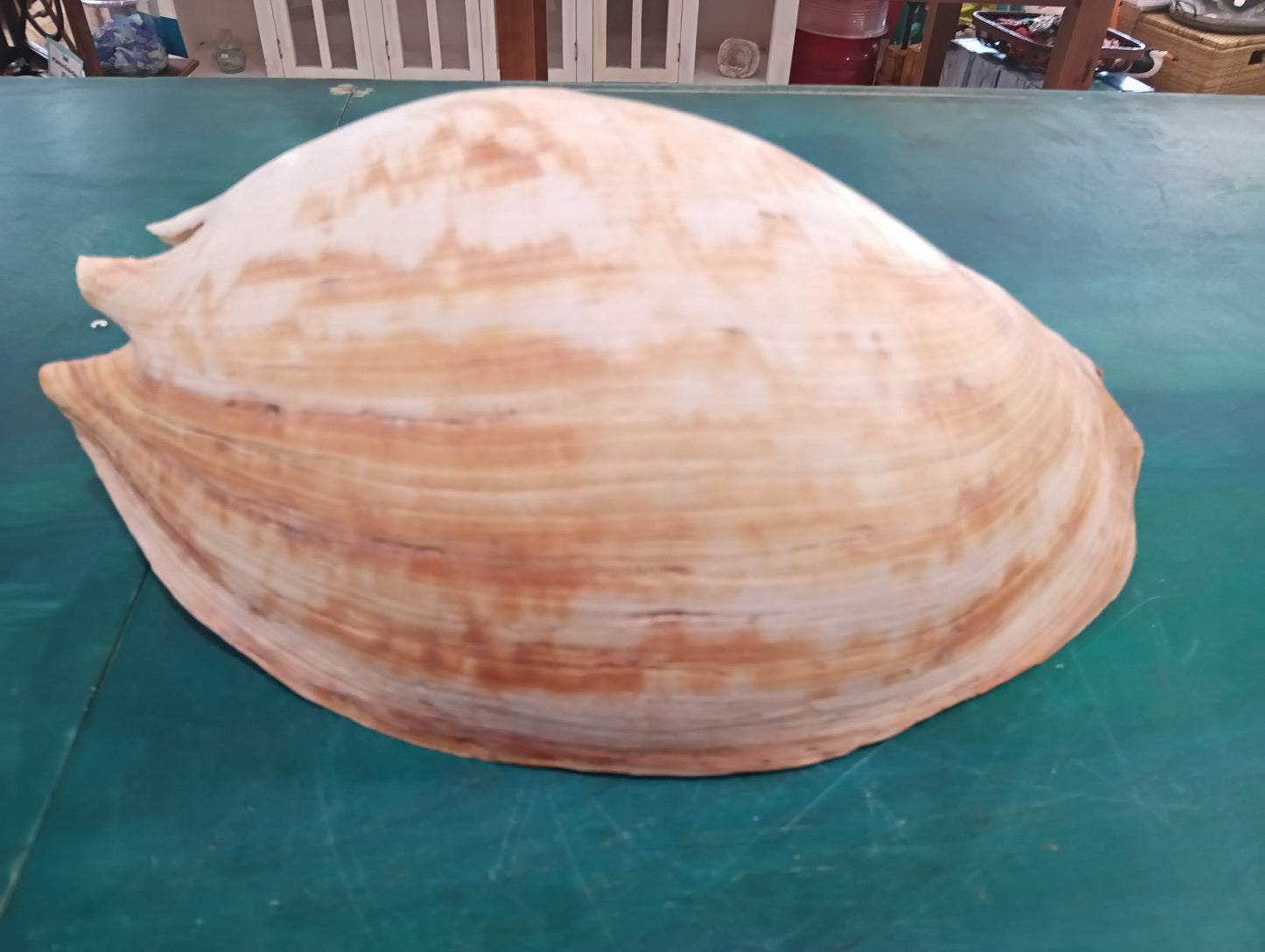 Large Umbilicate Shell Natural 14.5"x9"x5.5" – Coastal Display Accent