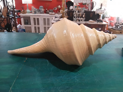 Large Australian Trumpet Shell – Syrinx aruanus – 21" Rare Natural Display Specimen