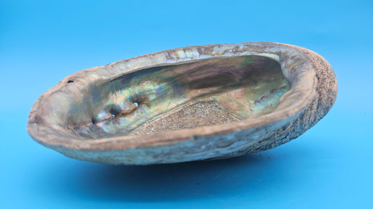 Green Abalone Shell with Pearl – 8" Coastal Display Décor Haliotis fulgens