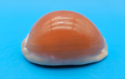 Golden Cowrie Shell – Lyncina aurantium – 3.2" Display Seashell
