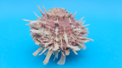 Spiny Spondylus Shell Pair 3.2" – Pink Textured Coastal Display Shell