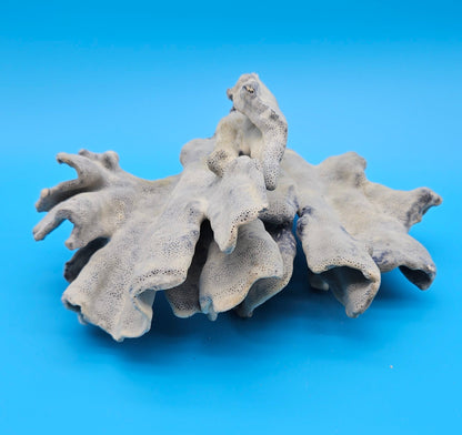 Blue Ridge Coral Specimen 8.5x9.25x4 – Natural Ocean Ruffle Coral Decor