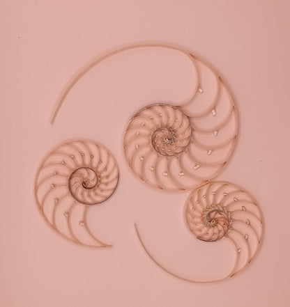 Center Sliced Pearl Nautilus Shells