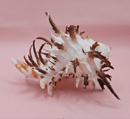 Black Murex Endive Shell with Long Spines – 4.2" Display Shell Coastal Decor