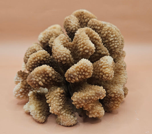Vintage Natural Cluster Coral Specimen – Montipora digitata – 8x6x4 Coastal Decor