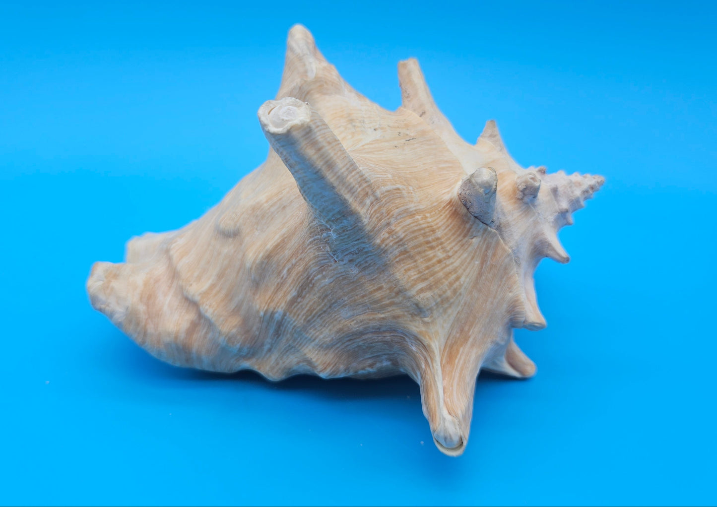 Queen Conch Shell - 6.5" Non Pierced Natural Coastal Home Décor Accent (Strombus Gigas)
