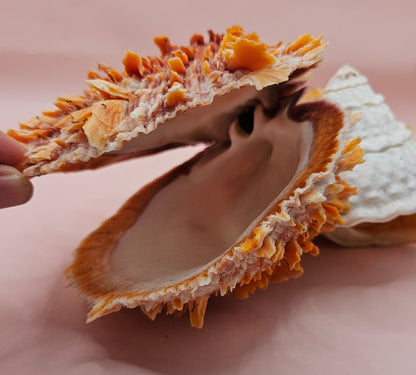 Princeps Spondylus Spiny Oyster Shell with Attached Undosa Astraea – Natural Ocean Display 7x5x6