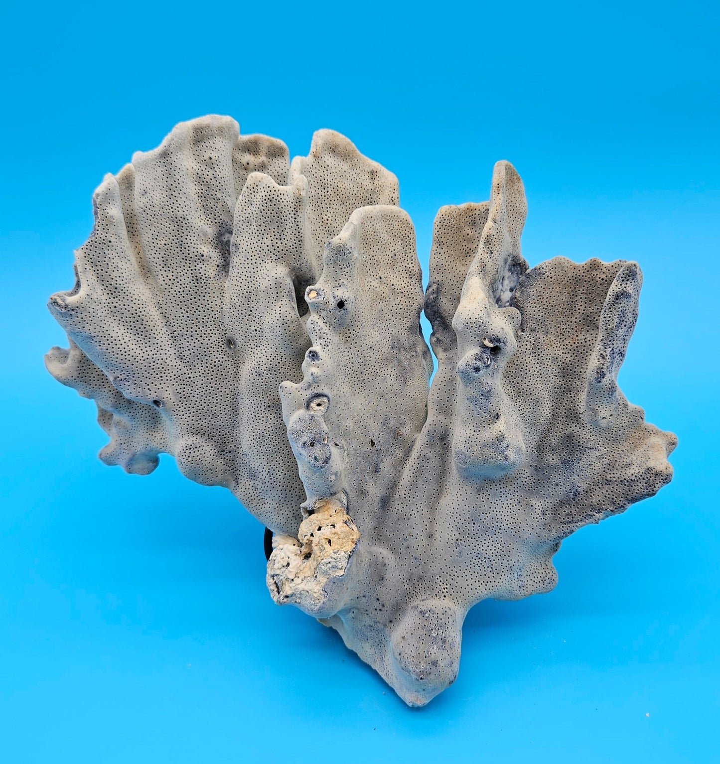 Blue Ridge Coral Specimen 8.5x9.25x4 – Natural Ocean Ruffle Coral Decor