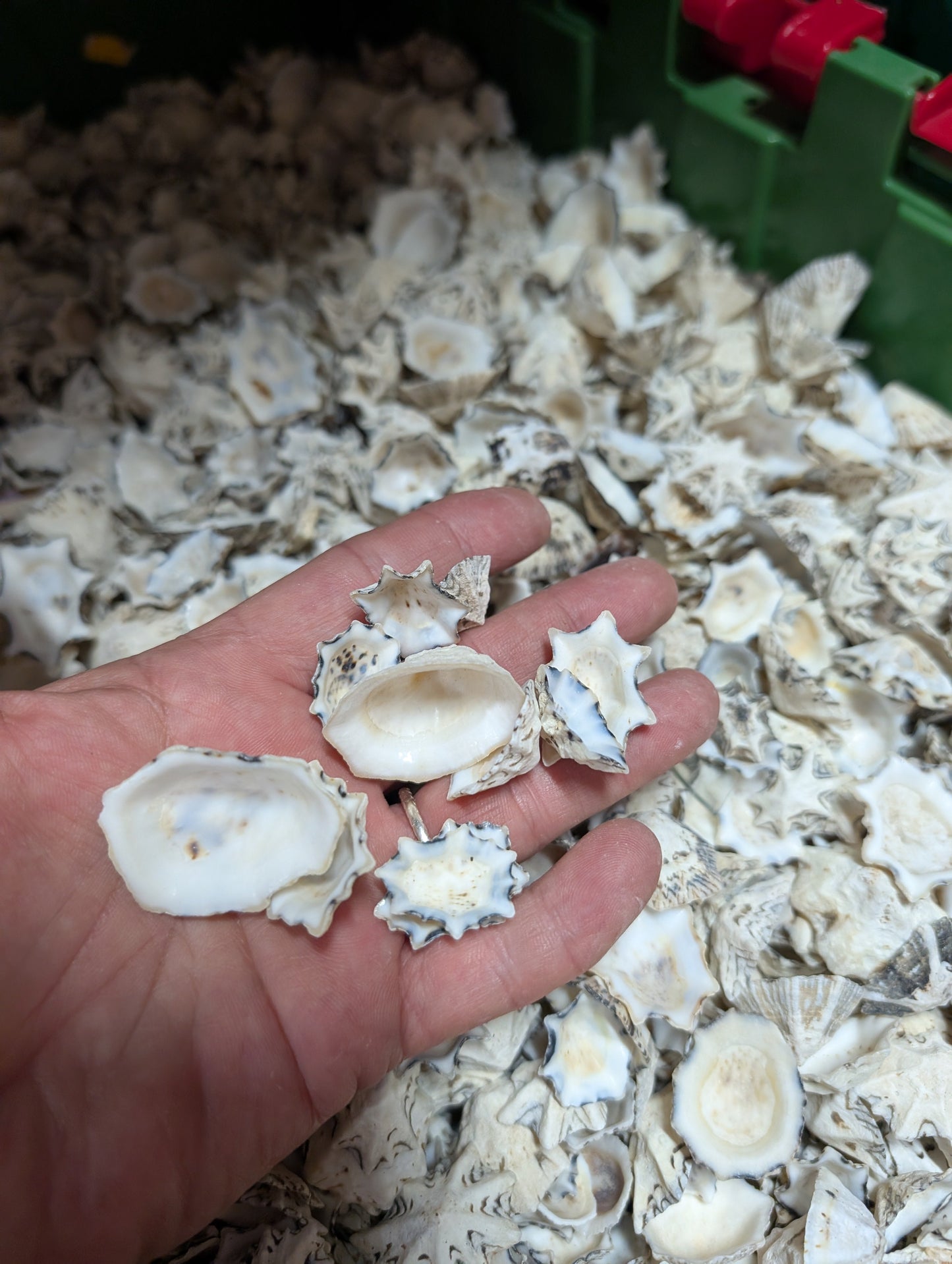 Star Limpet Shells - Cellana stellifera