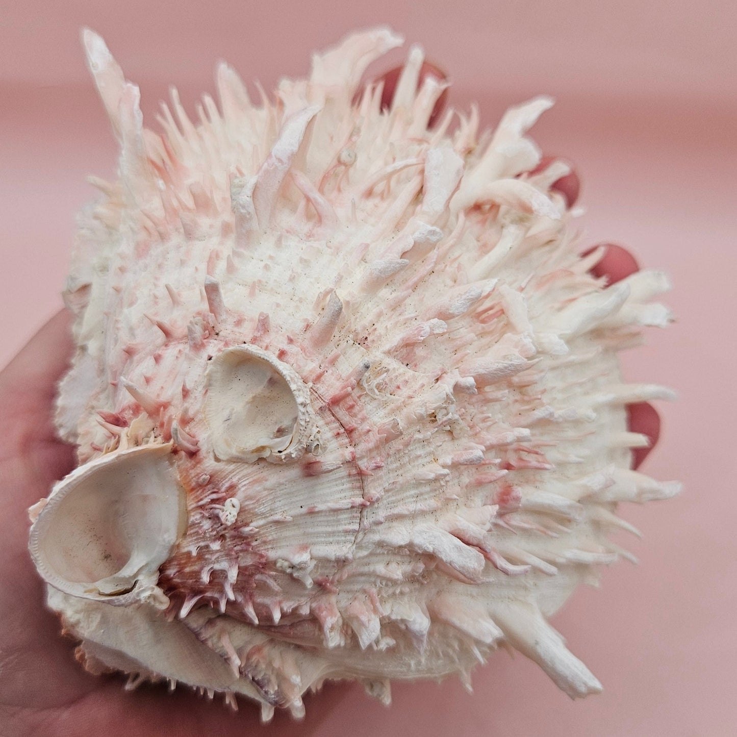 Large Hinged Spondylus Shell – 5" Blush Pink Spiny Ocean Display Spiny Thorny Oyster