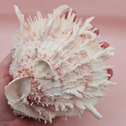 Large Hinged Spondylus Shell – 5" Blush Pink Spiny Ocean Display Spiny Thorny Oyster