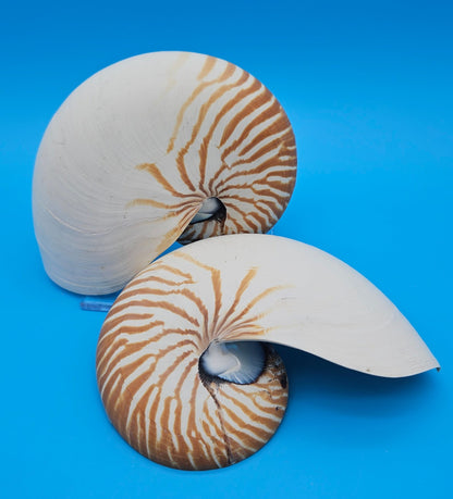 Matching Tiger Nautilus Shell Halves Set – 6.3" Polished Spiral Display Pair