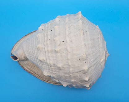 Large Queen Helmet Display Shell - Premium Coastal Home Decor Specimen 11.5" (Cassis Madagascariensis)